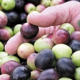 Olive Varieties small